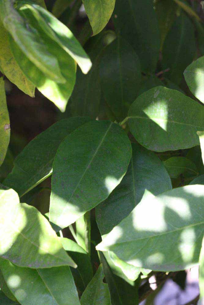            Shade leaves (Bream Tarocco, Riverside, CA)   